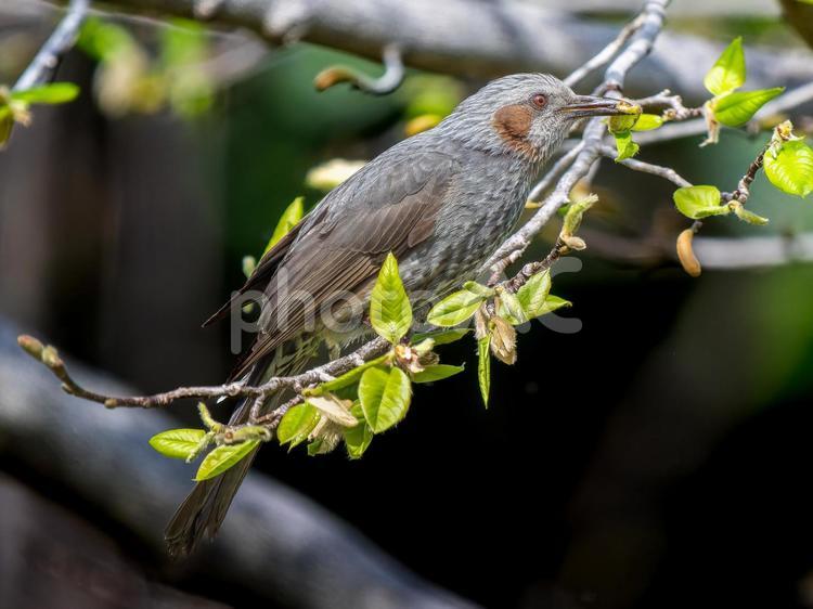 枝にとまるヒヨドリ ヒヨドリ,野鳥,鳥の写真素材