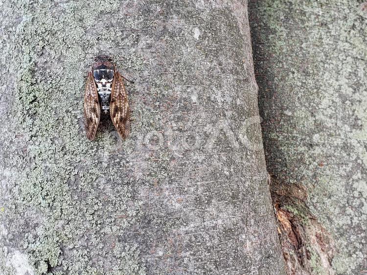 木にとまっている蝉 蝉,セミ,せみの写真素材