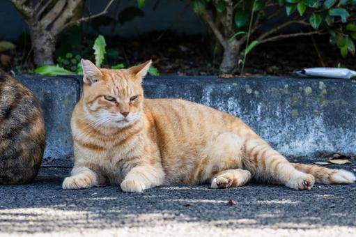 猫(231) 猫,食肉目,ネコ科の写真素材
