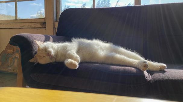 猫の昼寝 猫の昼寝の写真