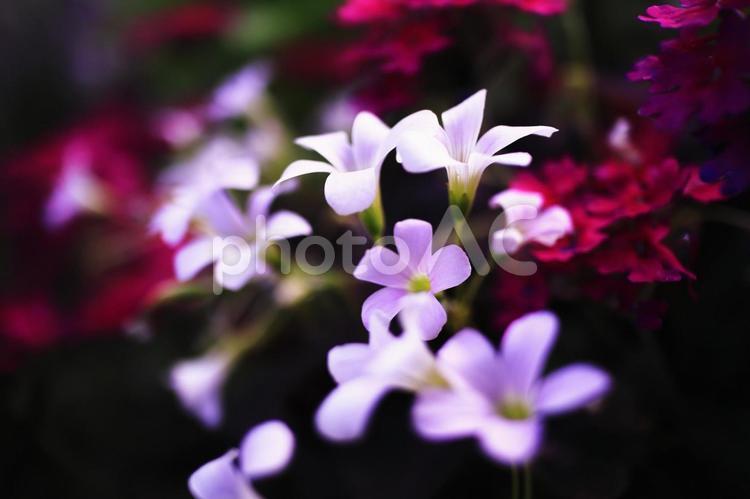 初夏の公園の色鮮やかな草花 花,草花,植物の写真素材