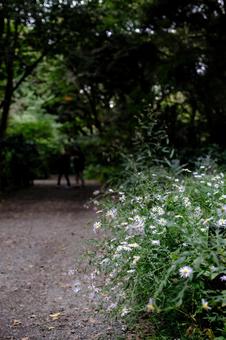 ［季節のイメージ］晩秋｜雨｜森｜散歩道 自然教育園,白金台,港区の写真素材