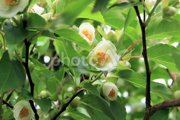初夏の花　ヒメシャラの花 ヒメシャラ,姫沙羅,新緑の写真素材