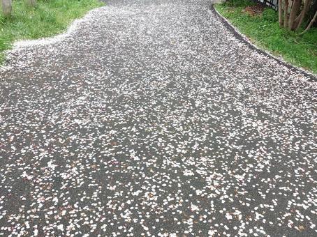 桜の絨毯 桜,さくら,日本の写真素材