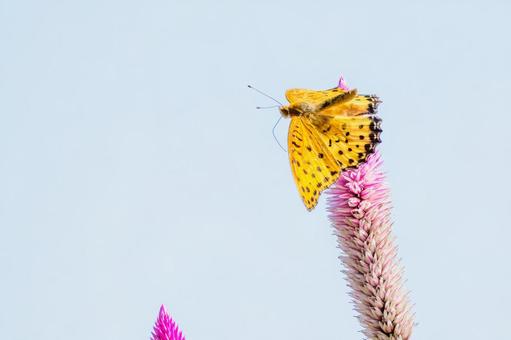 ツマグロヒョウモン(112) 蝶,ツマグロヒョウモン,タテハチョウ科の写真素材