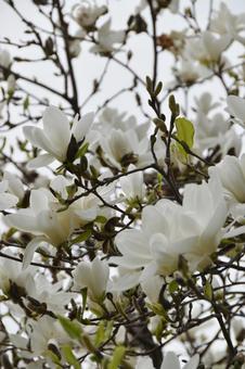 ハクモクレン（白木蓮） ハクモクレン,白,白木蓮の写真素材