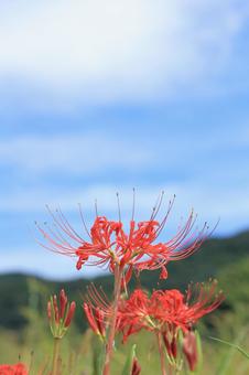 秋空のヒガンバナ1 秋空のヒガンバナ1 ヒガンバナ,曼珠沙華,花の写真素材