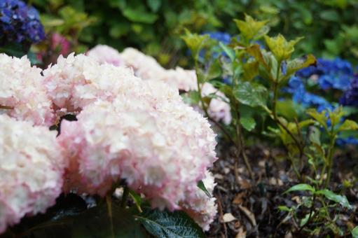 紫陽花 紫陽花の写真