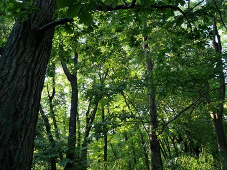 Photo, green, natural, forest, 
