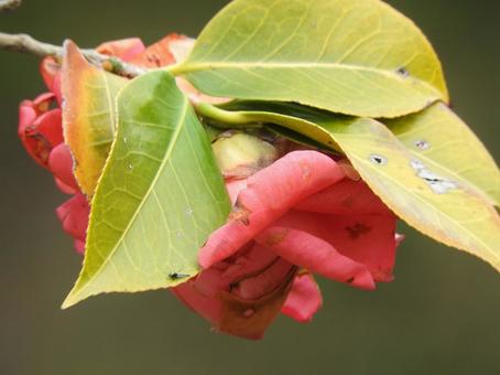 春の風景 春の風景の写真