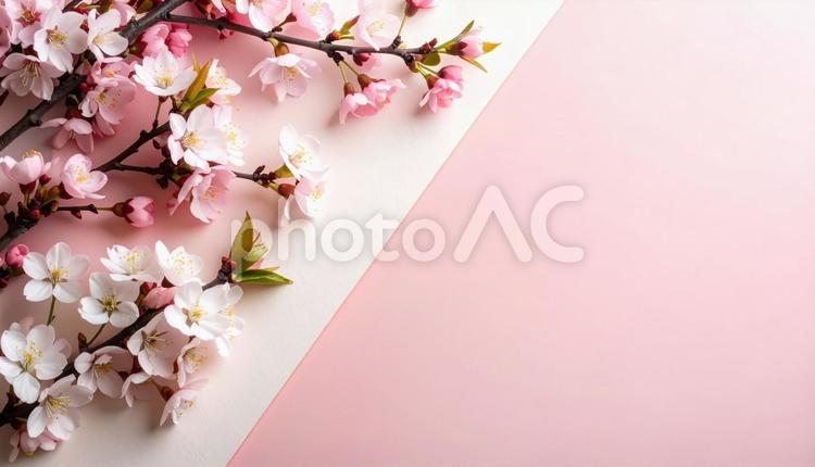 和紙風桜背景/淡いピンク/上品なデザイン 和紙,背景,桜の写真素材