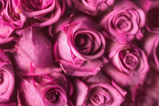 美しい薔薇 美しい薔薇 薔薇,バラ,ばらの写真素材