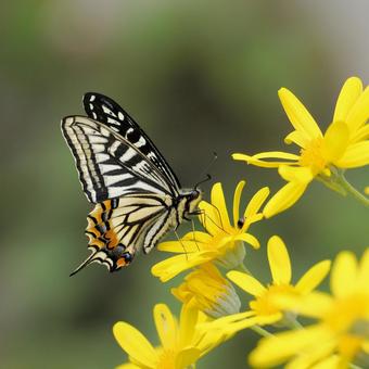 ナミアゲハ ナミアゲハ ナミアゲハ,アゲハチョウ,アゲハ蝶の写真素材