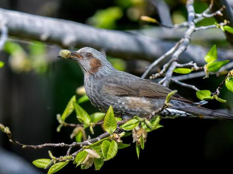 枝にとまるヒヨドリ ヒヨドリ,野鳥,鳥の写真素材