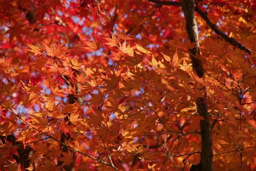 赤紅葉 もみじ,赤,こうようの写真素材