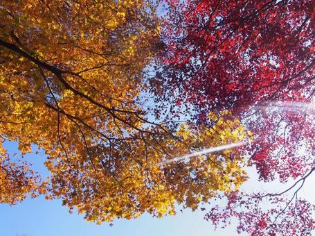 紅葉と青空 紅葉と青空の写真