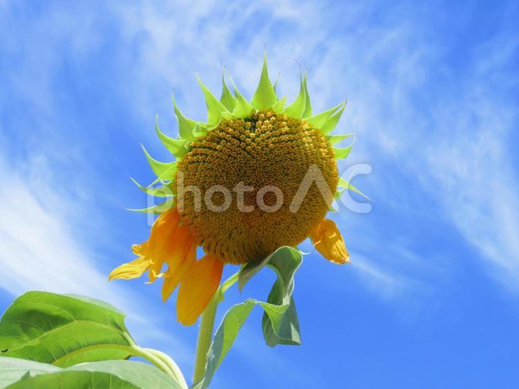 夏休みの終わり　1/2 ヒマワリ,ひまわり,晴天の写真素材