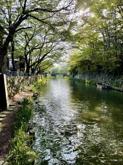 近江八幡の水郷：新緑の木々と水面 近江八幡,水郷,運河の写真素材