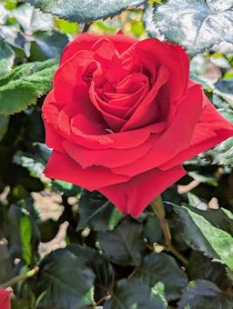赤い薔薇 赤い薔薇 植物,薔薇,ローズの写真素材