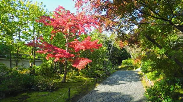姫路城 好古園2 紅葉,もみじ,秋の写真素材