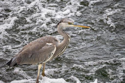 アオサギ⒇の写真