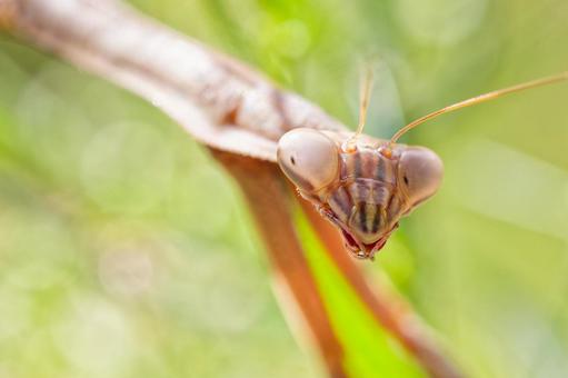 オオカマキリ幼虫の顔アップ オオカマキリ幼虫の顔アップの写真
