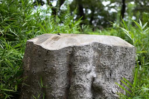 森の中にあった大きな木の切り株 森の中にあった大きな木の切り株 切り株,木,自然の写真素材