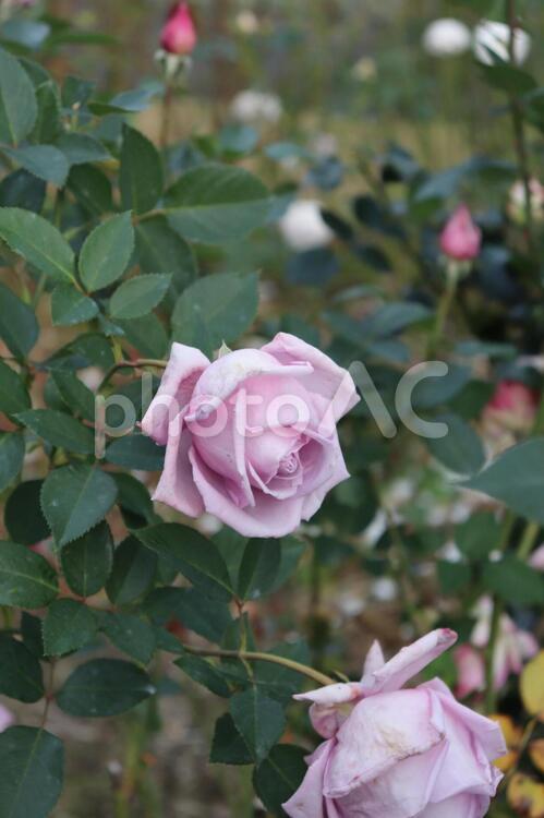 ドイツ生まれの青い薔薇、ブルームーン 薔薇,花,植物の写真素材