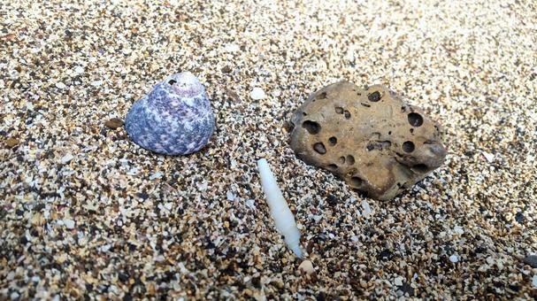 海辺の多孔石 多孔石,巻貝,貝殻の写真素材