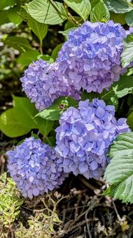 Hydrangea, JPG