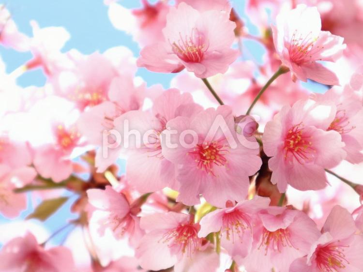 春のイメージ　青空と満開の河津桜 卒業,入学,学校の写真素材