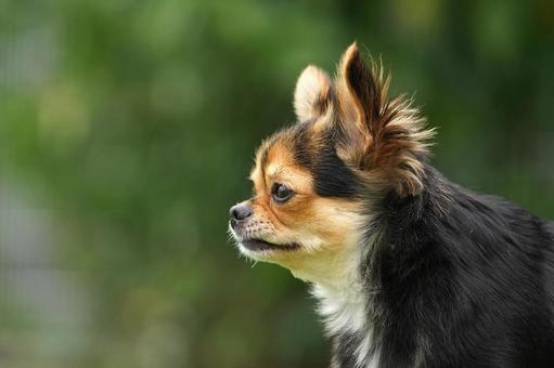 ワンコの横顔(ミックス犬) ワンコの横顔(ミックス犬) 犬,ミックス犬,dogの写真素材