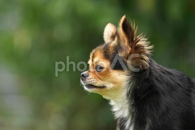 ワンコの横顔（ミックス犬） 犬,ミックス犬,ミックスの写真素材