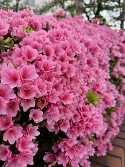 満開の桃色のツツジ 満開の桃色のツツジ 花,つつじ,ピンクの写真素材
