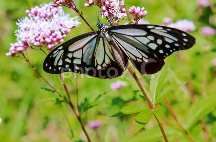 アサギマダラと薄紫のフジバカマの花 アサギマダラ,チョウ,昆虫の写真素材