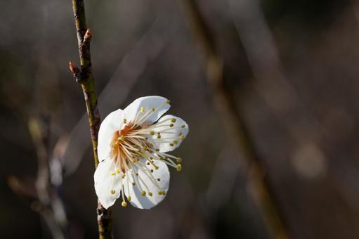 White plum blossom 02, JPG