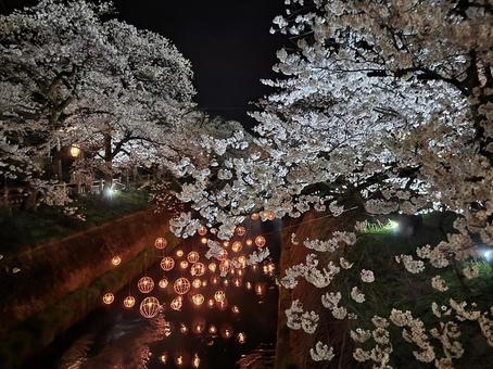 夜の桜 夜の桜 桜,夜景,風景の写真素材