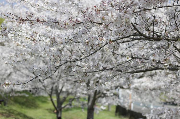 春桜満開 桜,春,花の写真素材