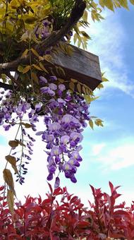 青空と藤の花 青空と藤の花の写真