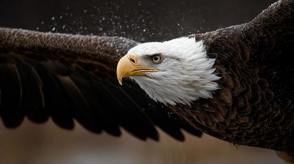 大迫力！ワシのダイナミックな瞬間の写真