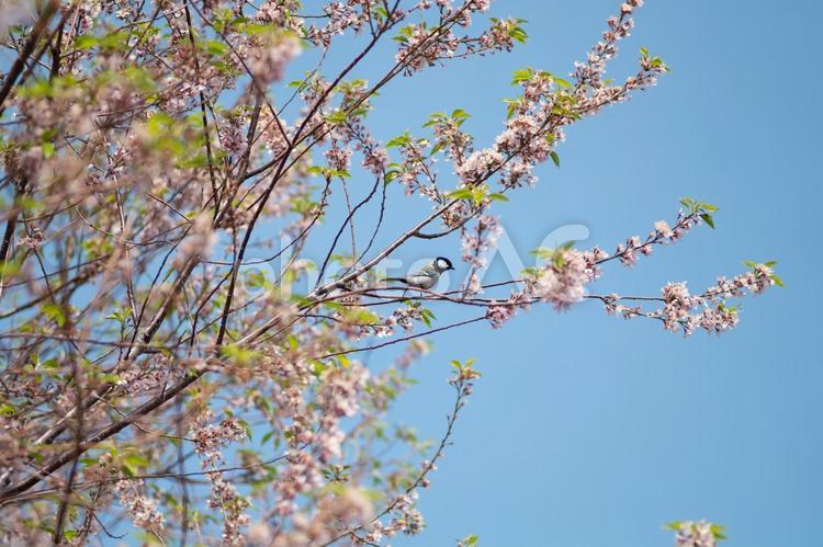 ［静岡県伊東市］伊豆高原、桜の季節 桜,さくら,サクラの写真素材