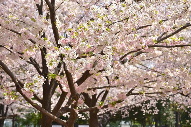 満開の桜の木 春,植物,樹木の写真素材