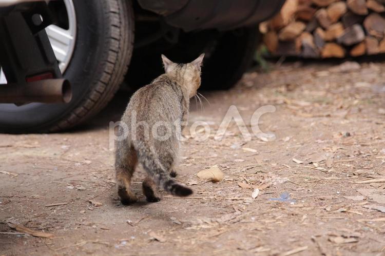 毎日を必死に生きているノラ猫の後ろ姿 ネコ,猫,かわいいの写真素材