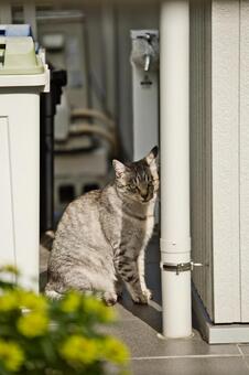 隠れる猫 猫,野良猫,飼い猫の写真素材