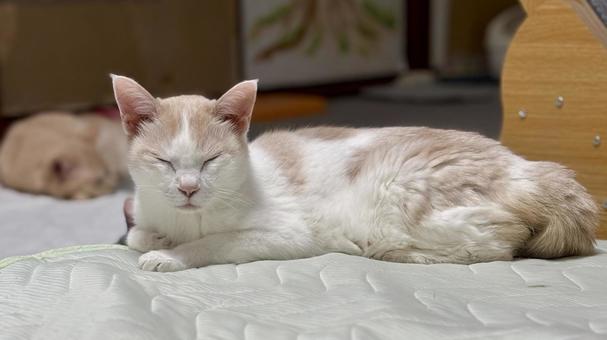 眠そうな猫 眠そうな猫 ねこ,多頭飼い,ハチワレの写真素材