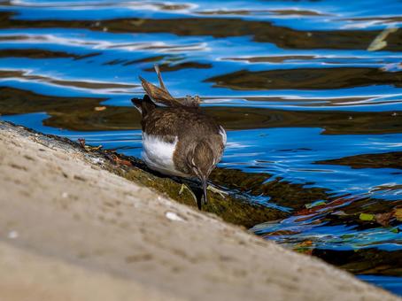 水辺のイソシギ 水辺のイソシギ イソシギ,野鳥,鳥の写真素材