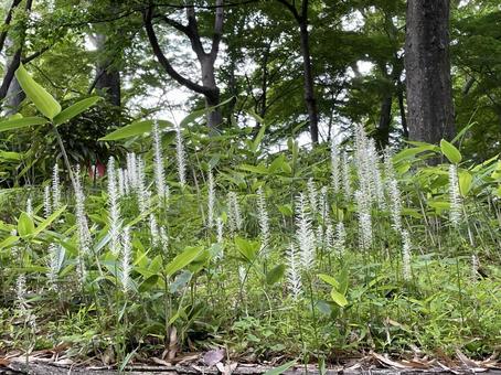 Photo, white thread grass, natural, hiking, 