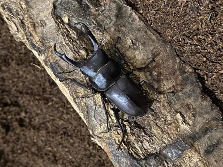 クワガタ クワガタ 夏休み,生き物,クワガタの写真素材