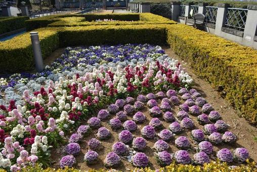花 花の写真