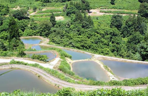 虫亀の棚田 山間 虫亀の棚田 山間 棚田,木,水面の写真素材